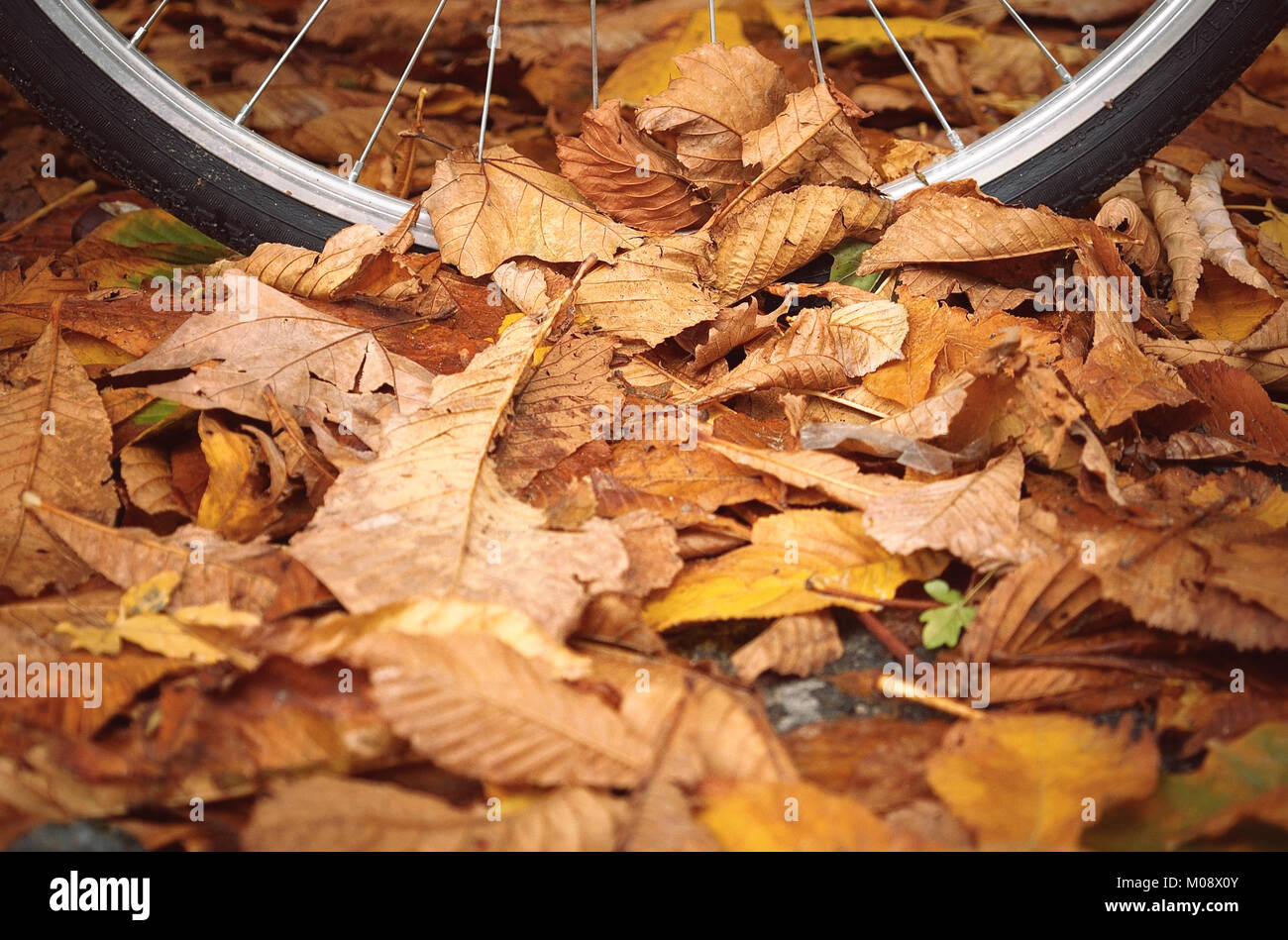 Fall season. Detail of a bicycle wheel partially covered with a pile of fallen leaves. Stock Photo
