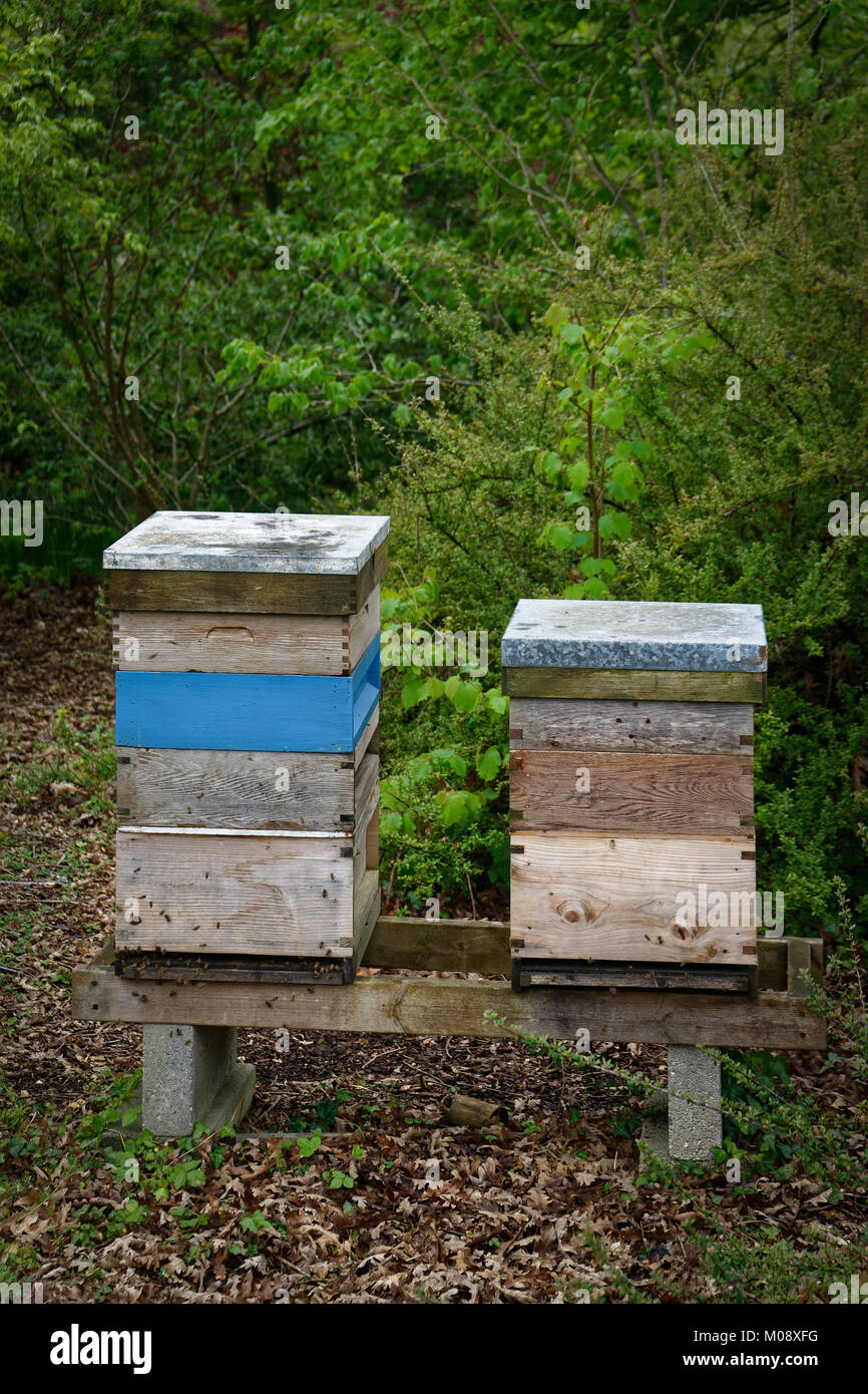 Two wooden beehives in the corner of an English allotment, providing a source of pollination for the garden and honey for the gardener. Stock Photo