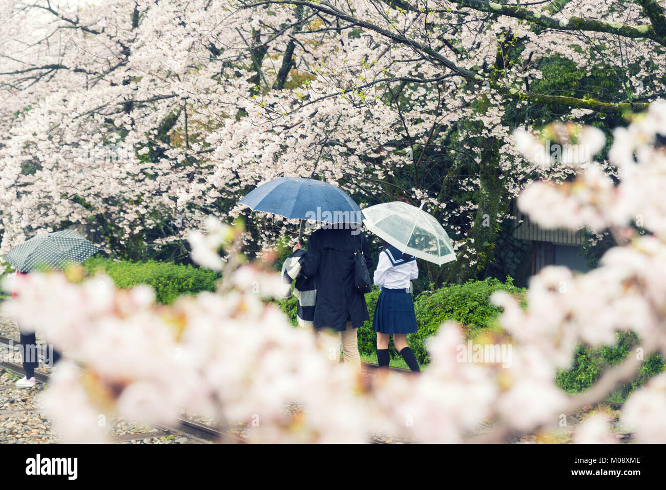 Cherry blossom flowers in garden with many people at Kyoto, Japan. Stock Photo