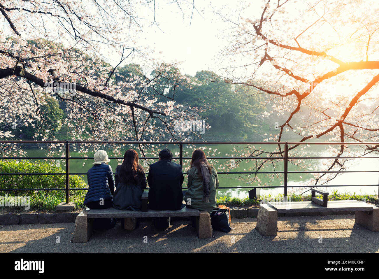 Cherry blossom flowers in garden with many people at Tokyo, Japan. Stock Photo