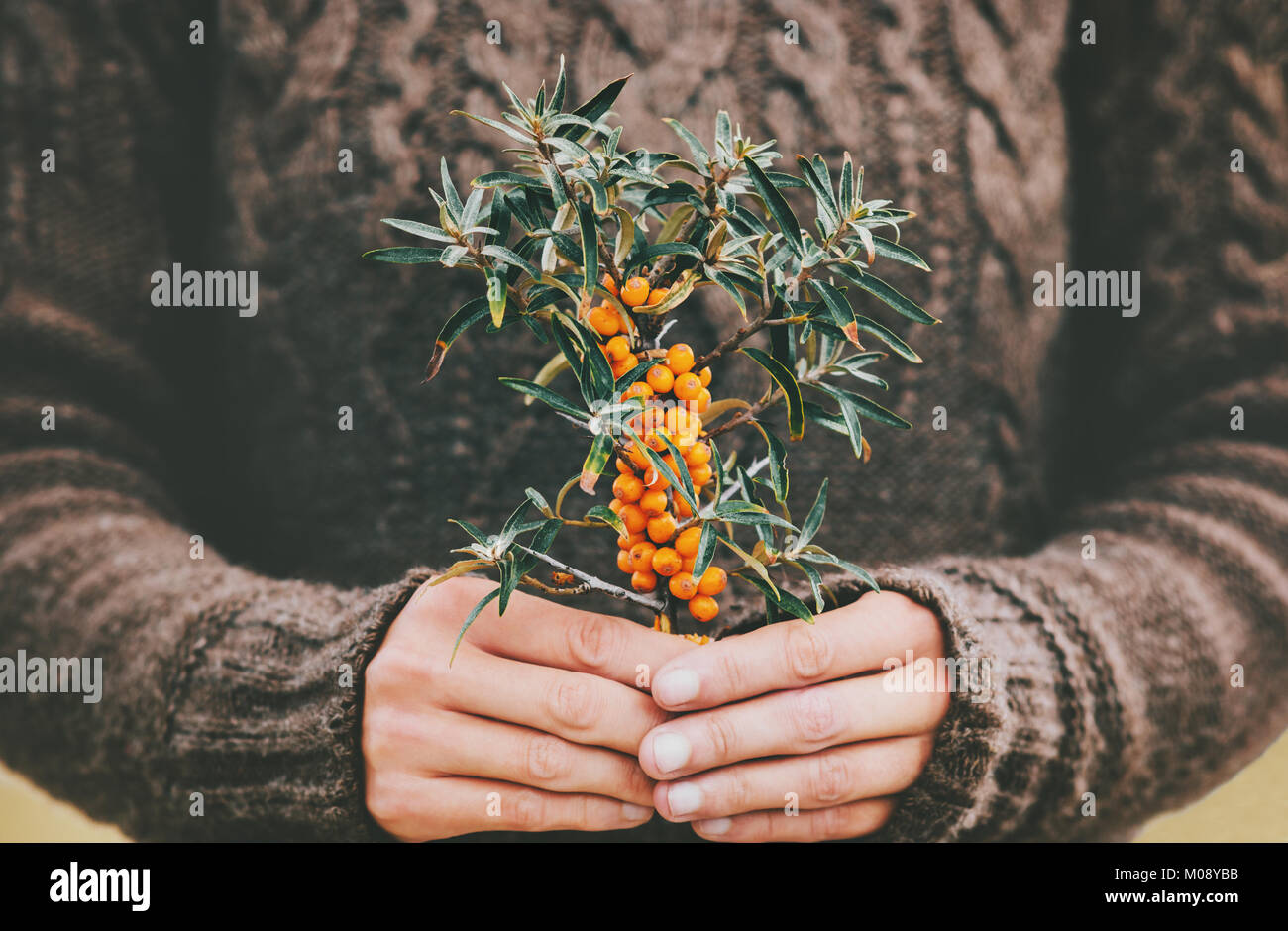 Woman hands holding sea buckthorn  berries organic food Healthy Lifestyle plant fresh picked cozy knitted sweater Stock Photo