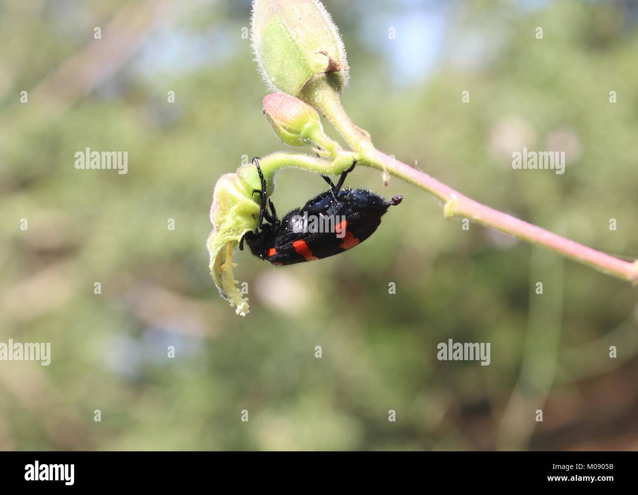Blister Beetle Stock Photo