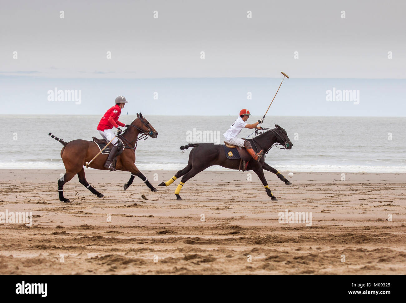 Beach Trip Shep Polo main image 1