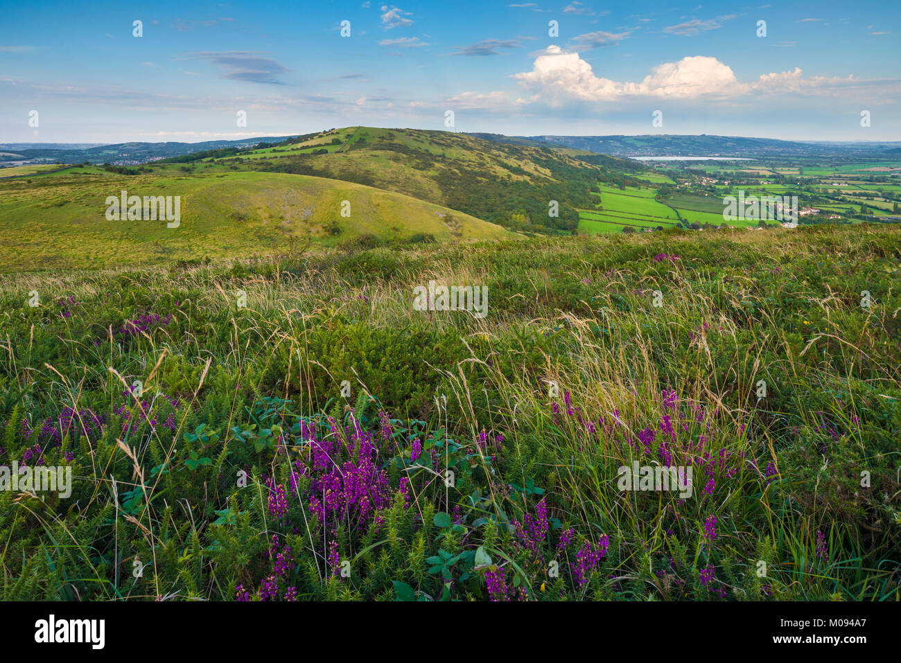 Bell Heather in bloom at Crook Peak with Wavering Down beyond in the Mendip Hills, Somerset, England. Stock Photo