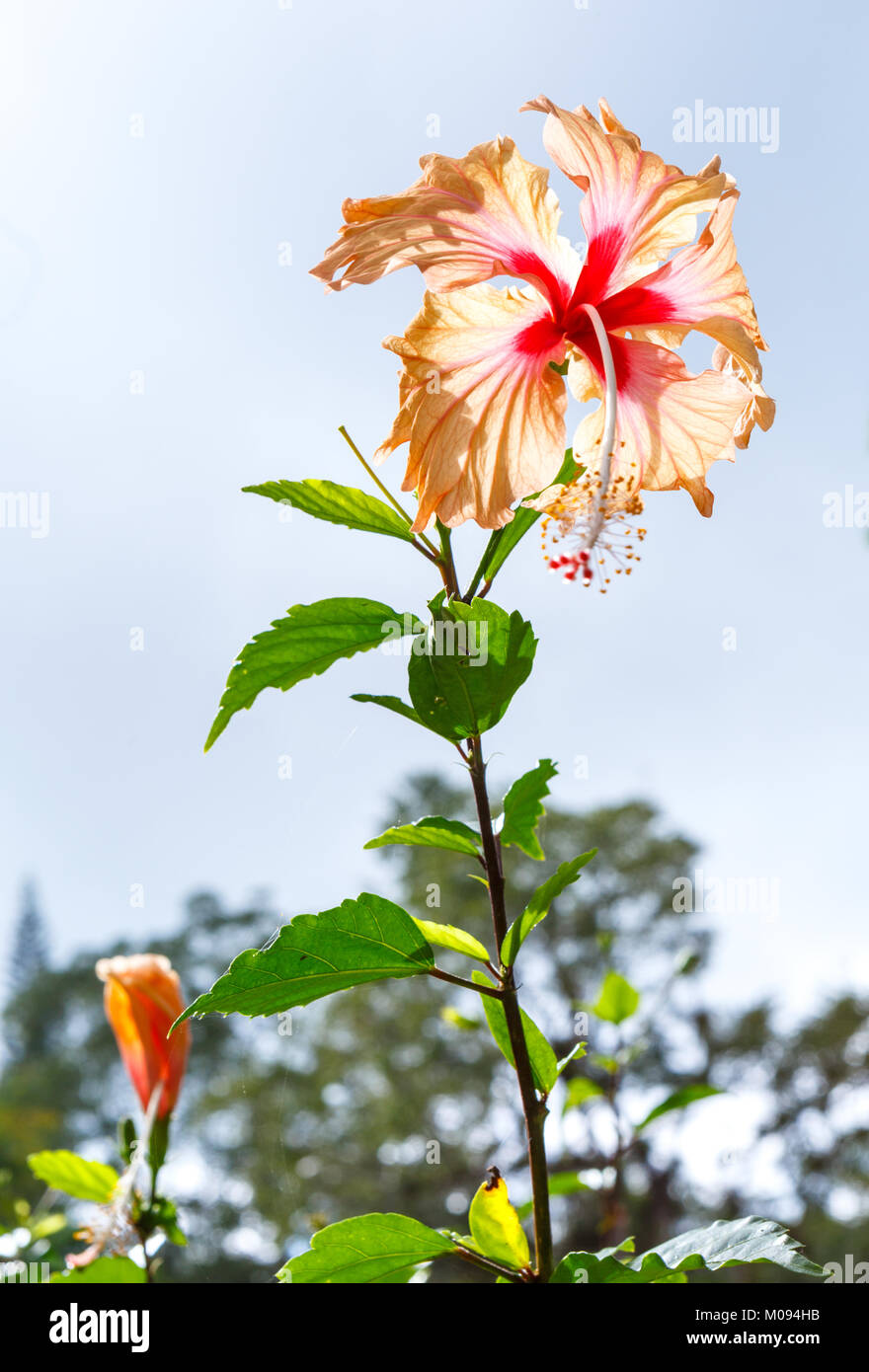 Hibiscus Blooming at a Botanical Garden in Western Cuba Stock Photo - Alamy
