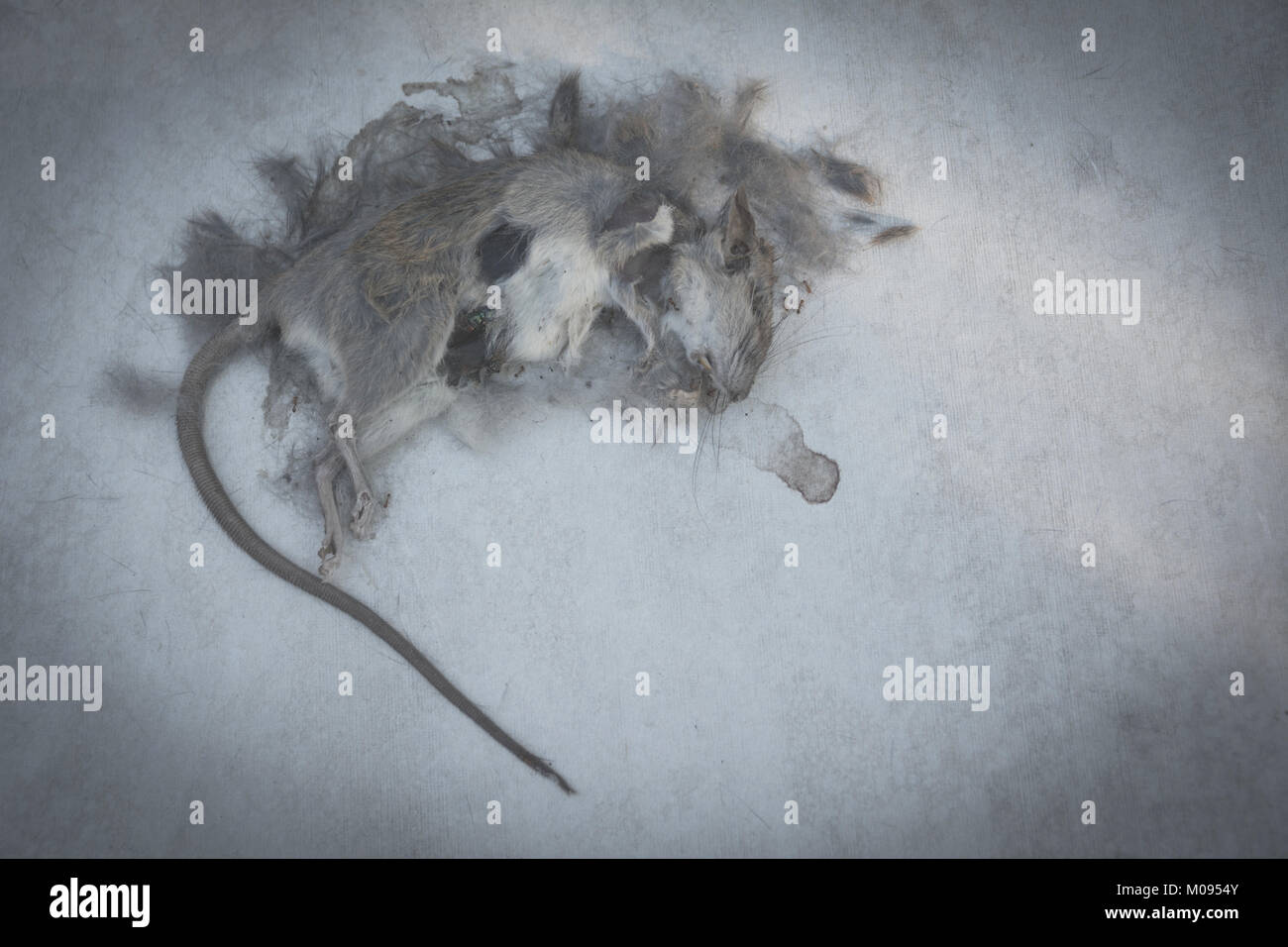 Dead rat, mouse on floor. Dead rat on a ground. Stock Photo