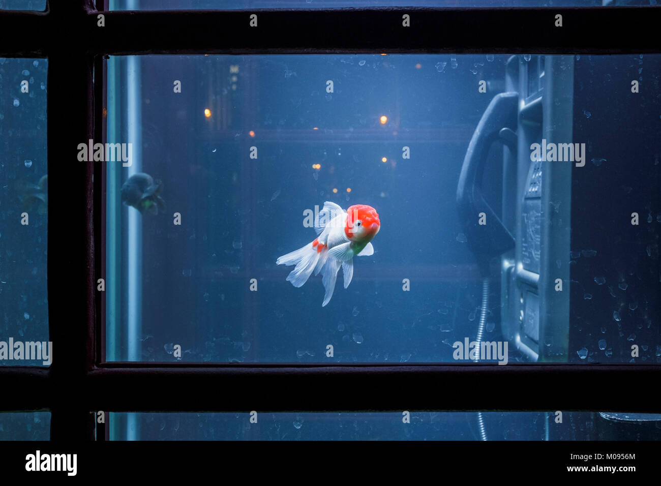 A Red Cap Oranda goldfish swims in Aquarium, a converted telephone box, by Benoit Deseilleart & Benedetto Buffalino, part of Lumiere London 2018. Stock Photo