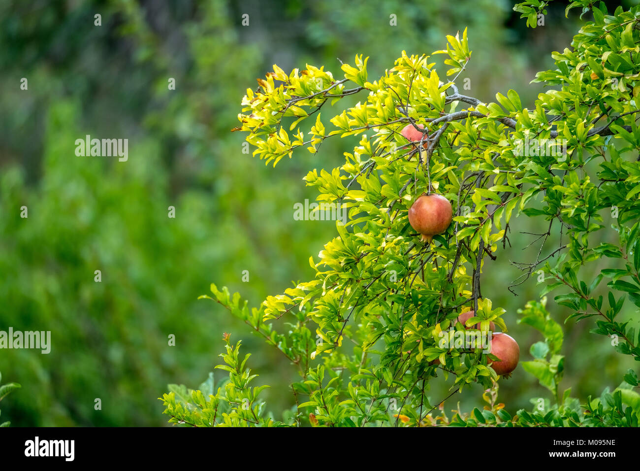 Spili, pomegranate (Punica granatum), ripe fruits on the tree, Crete, Greece, Europe, Spili, Europe, Crete, Greece, GR, travel, tourism, travel destin Stock Photo