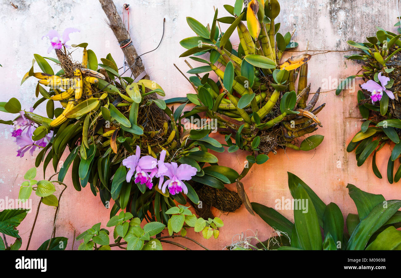 Clusters of Cattleya Orchids in Cuba Stock Photo