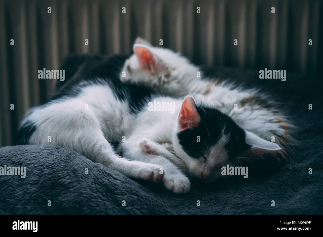 Kitten siblings sleeping next to each other Stock Photo Alamy