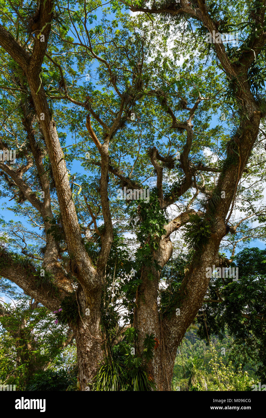 Albizia saman Tree in Western Cuba Stock Photo