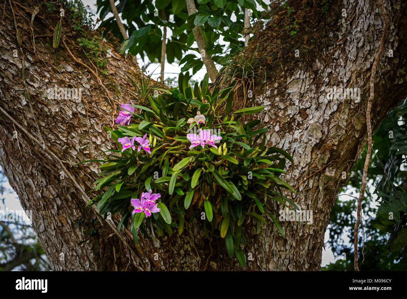 Orchids Blooming in Cuba Stock Photo - Alamy