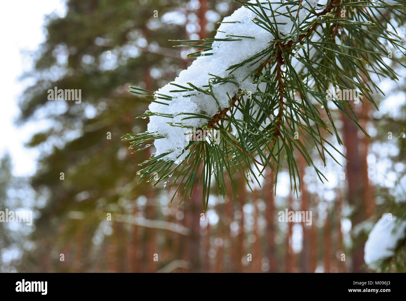 Branch of pine with needle and snow with blurred forest background Stock Photo