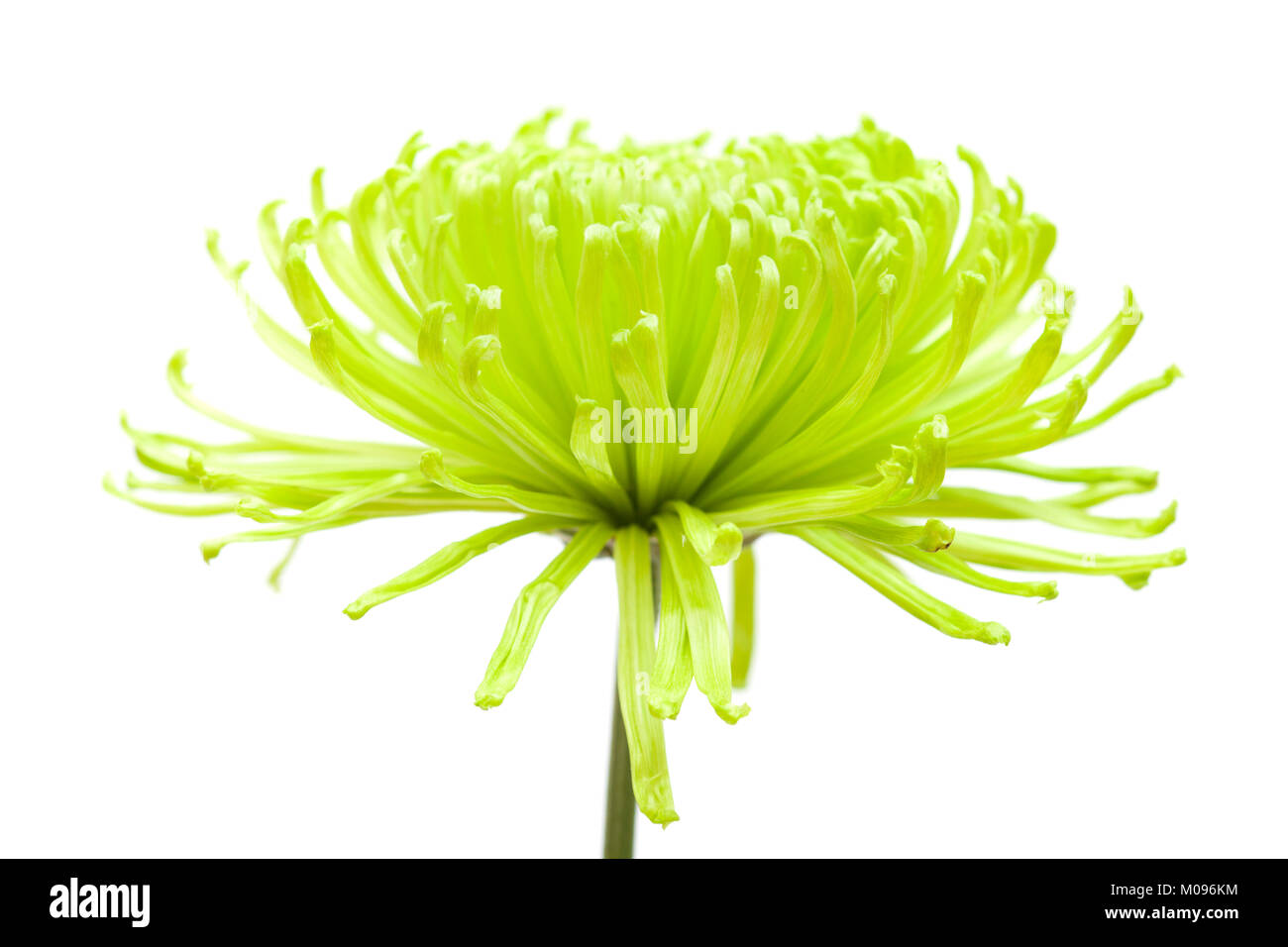 green spider Chrysanthemum flower isolated on white background Stock