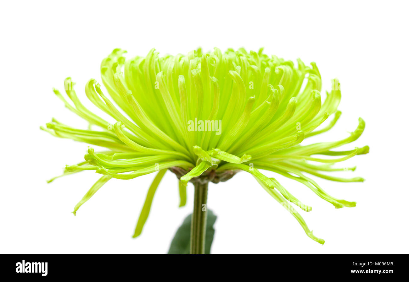 green spider Chrysanthemum flower isolated on white background Stock