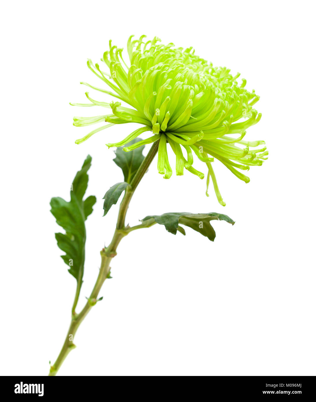 green spider Chrysanthemum flower isolated on white background Stock