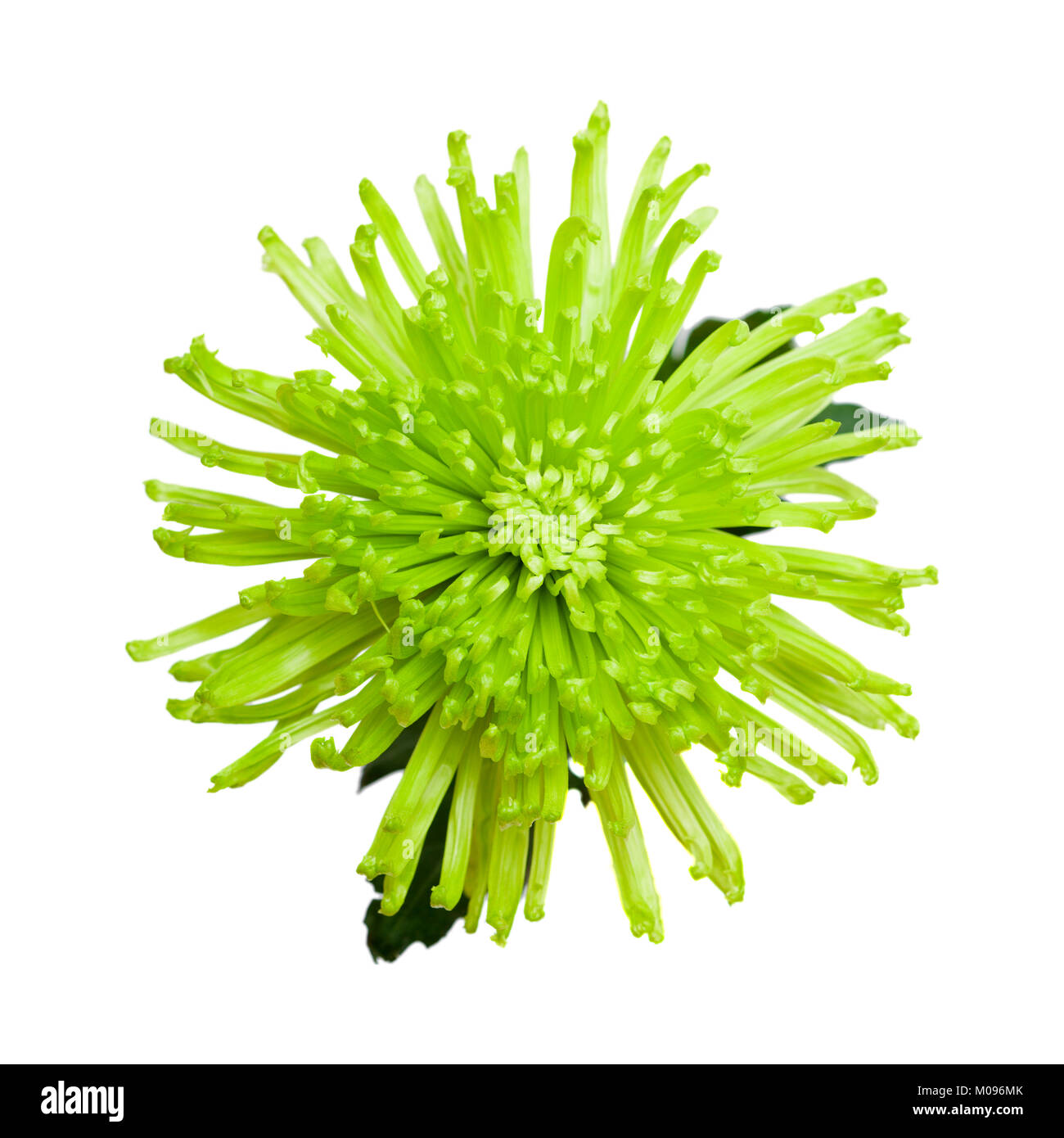 green spider Chrysanthemum flower isolated on white background Stock