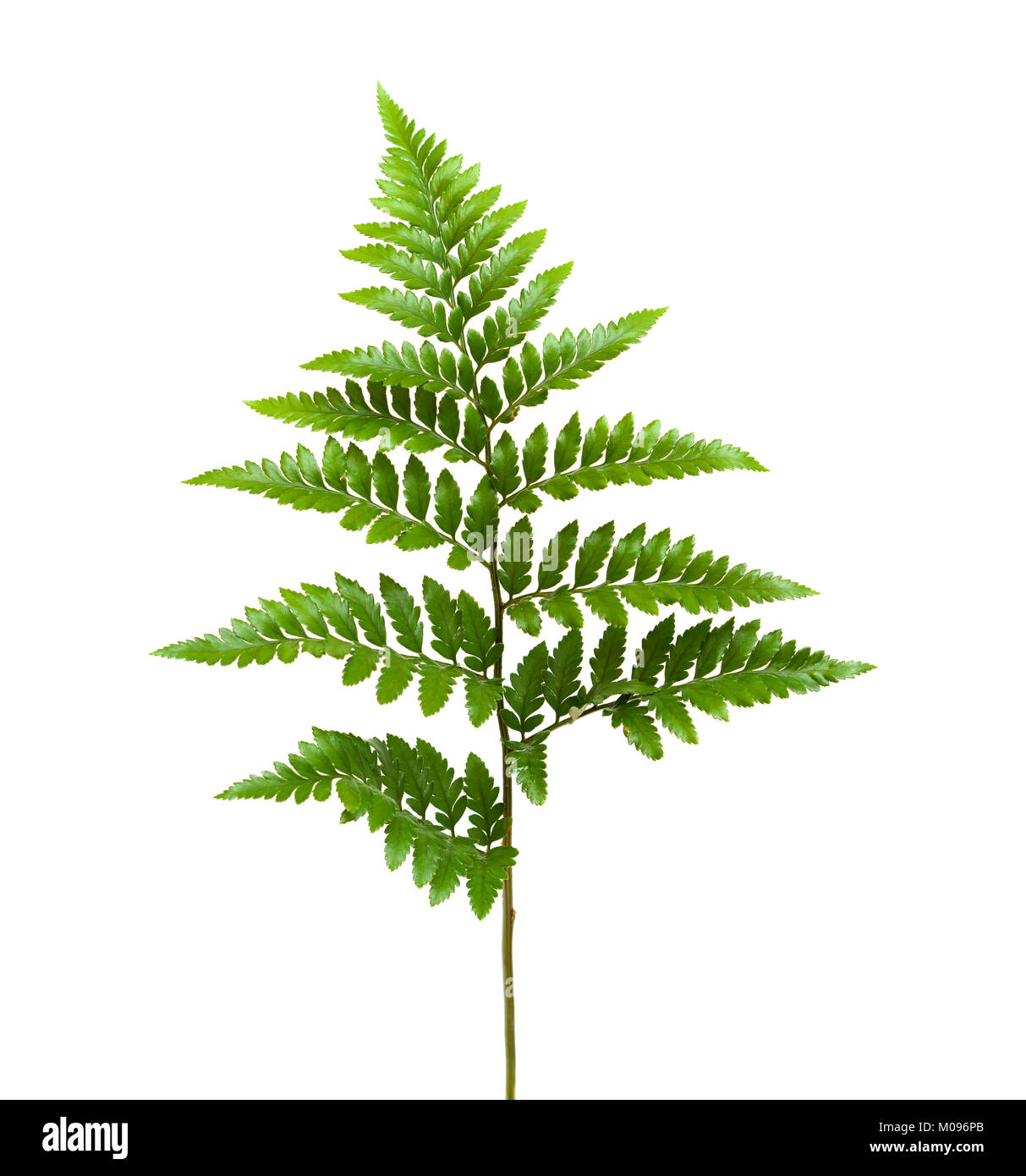 Leather-leaf fern, Rumohra adiantiformis, isolated on white background Stock Photo