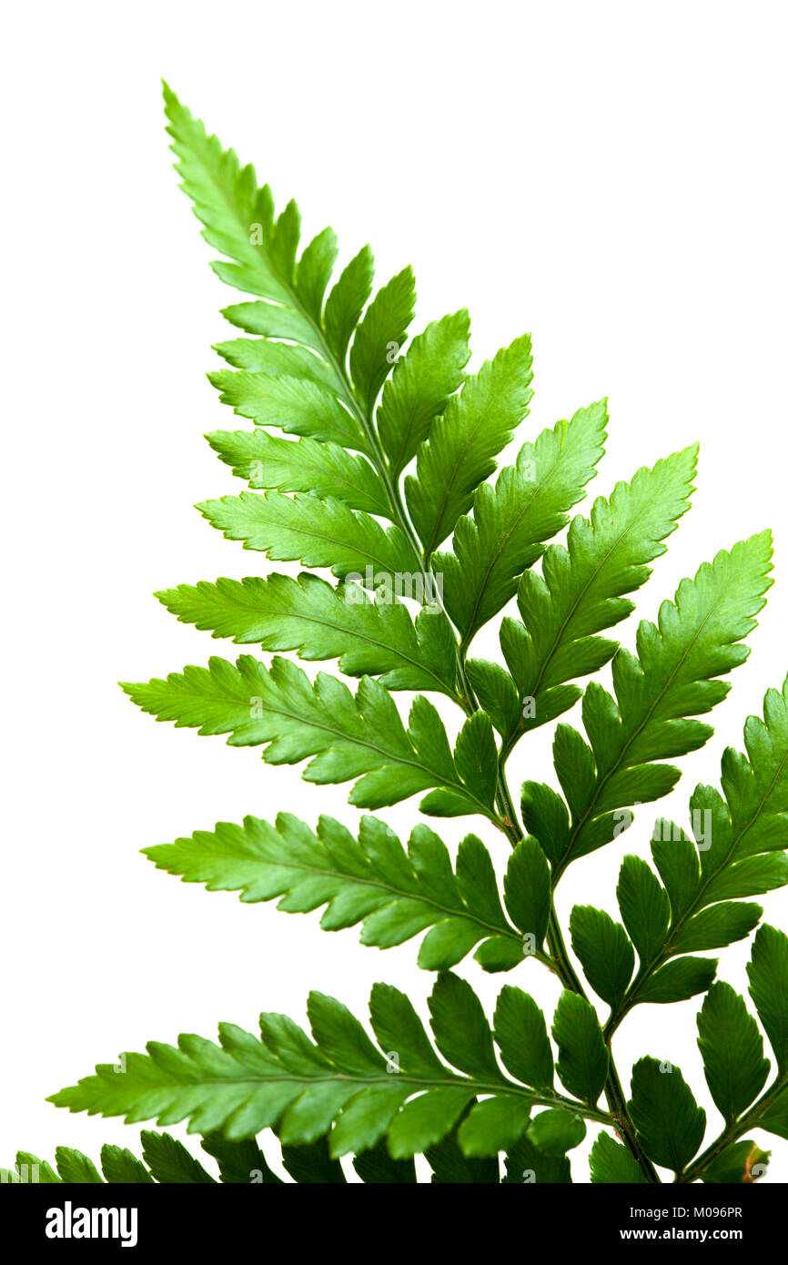 Leatherleaf fern, Rumohra adiantiformis, isolated on white background
