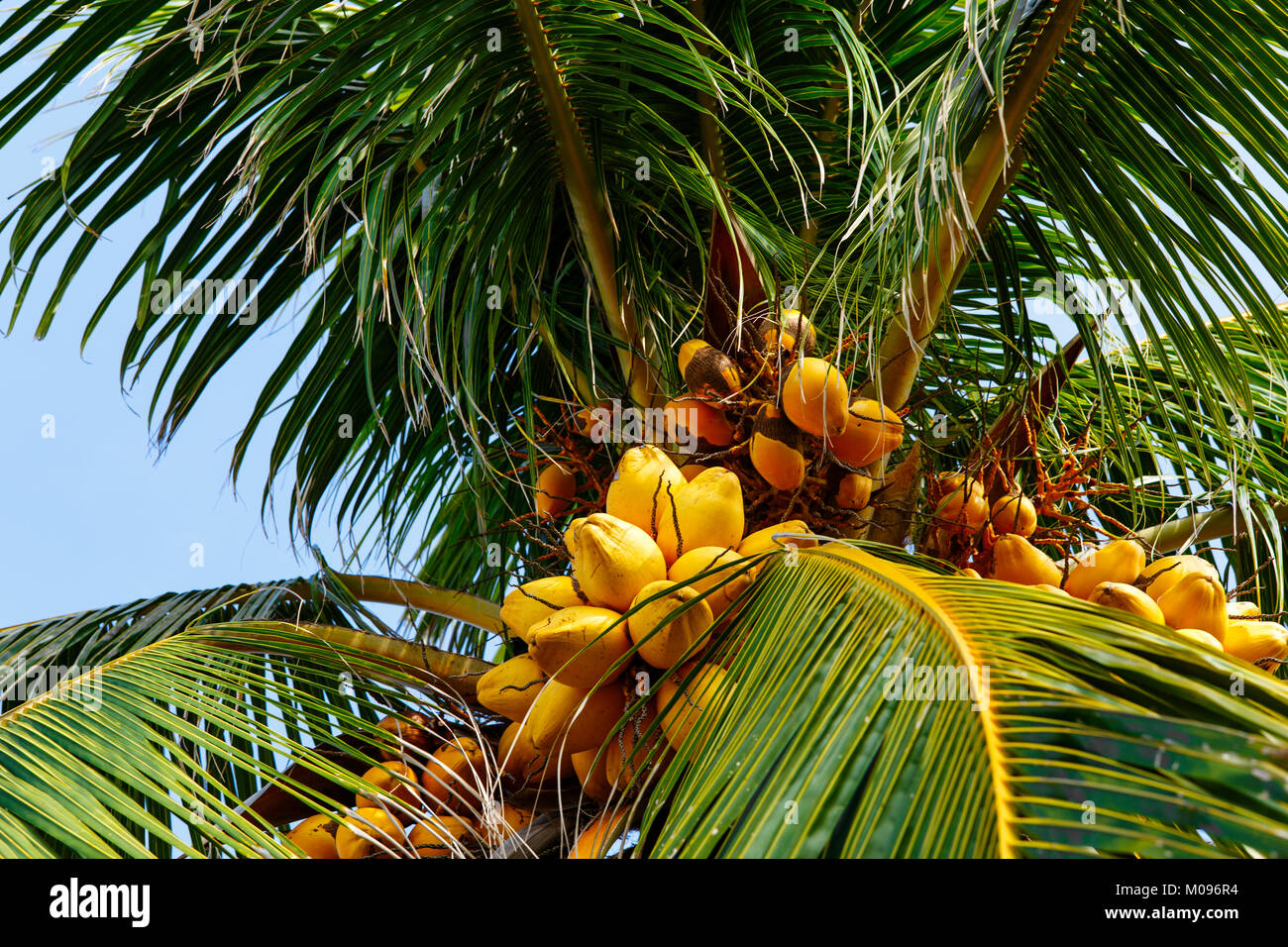 Ripe Coconuts on a Tree in Cuba Stock Photo