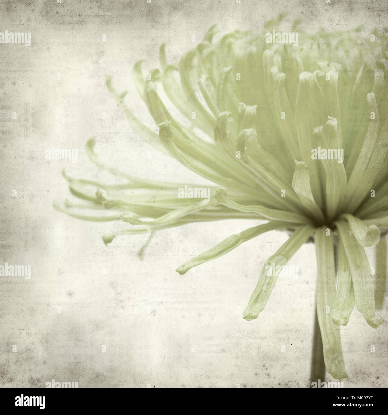 textured old paper background with light green spider Chrysanthemum