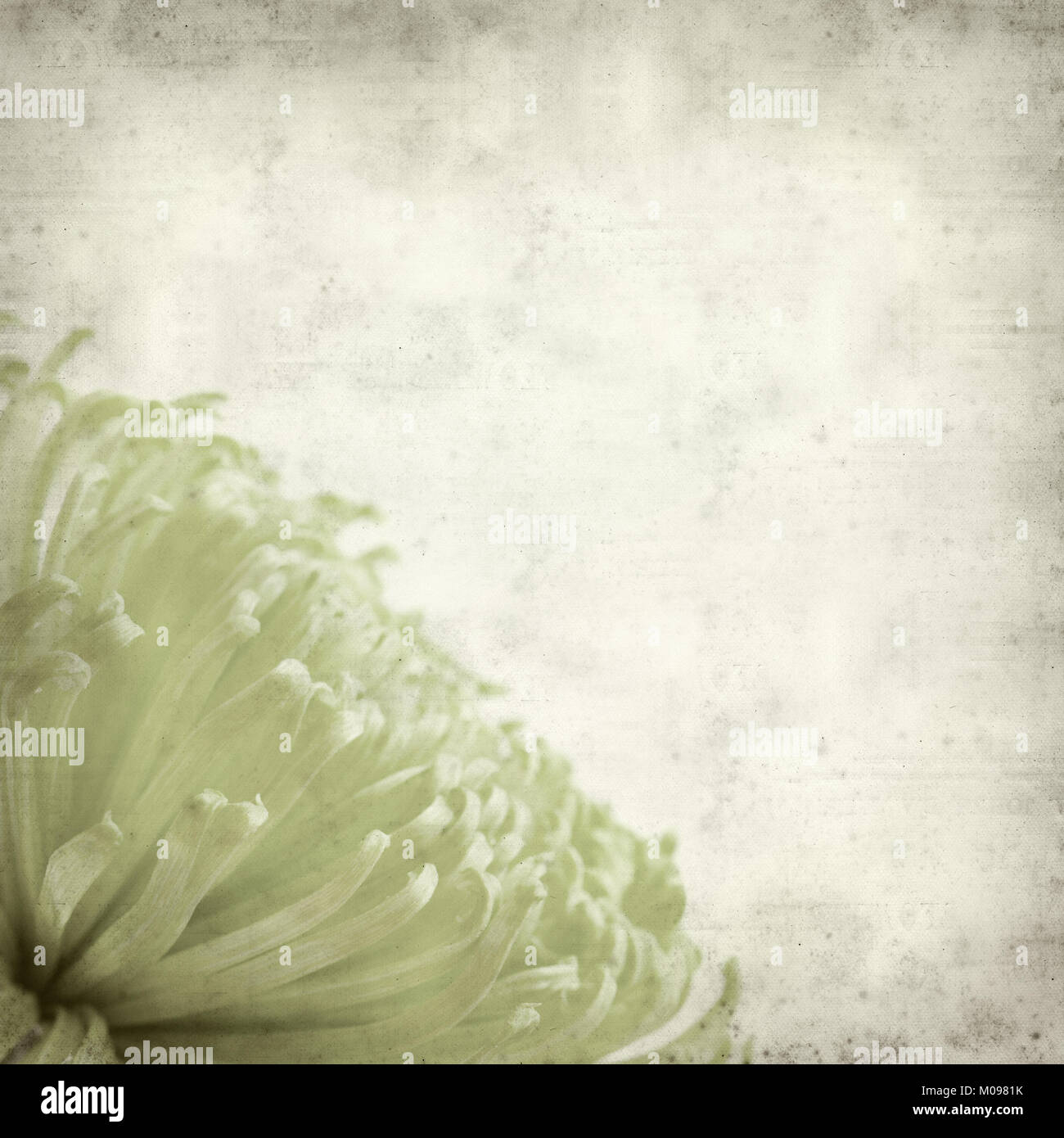 textured old paper background with light green spider Chrysanthemum