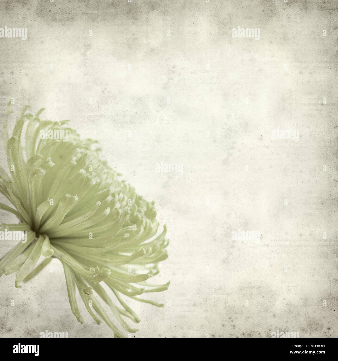 textured old paper background with light green spider Chrysanthemum