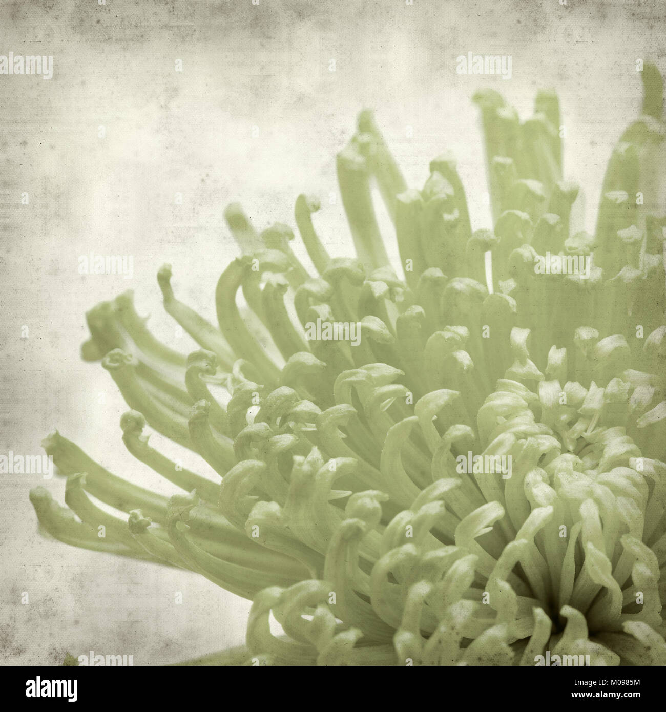 textured old paper background with light green spider Chrysanthemum