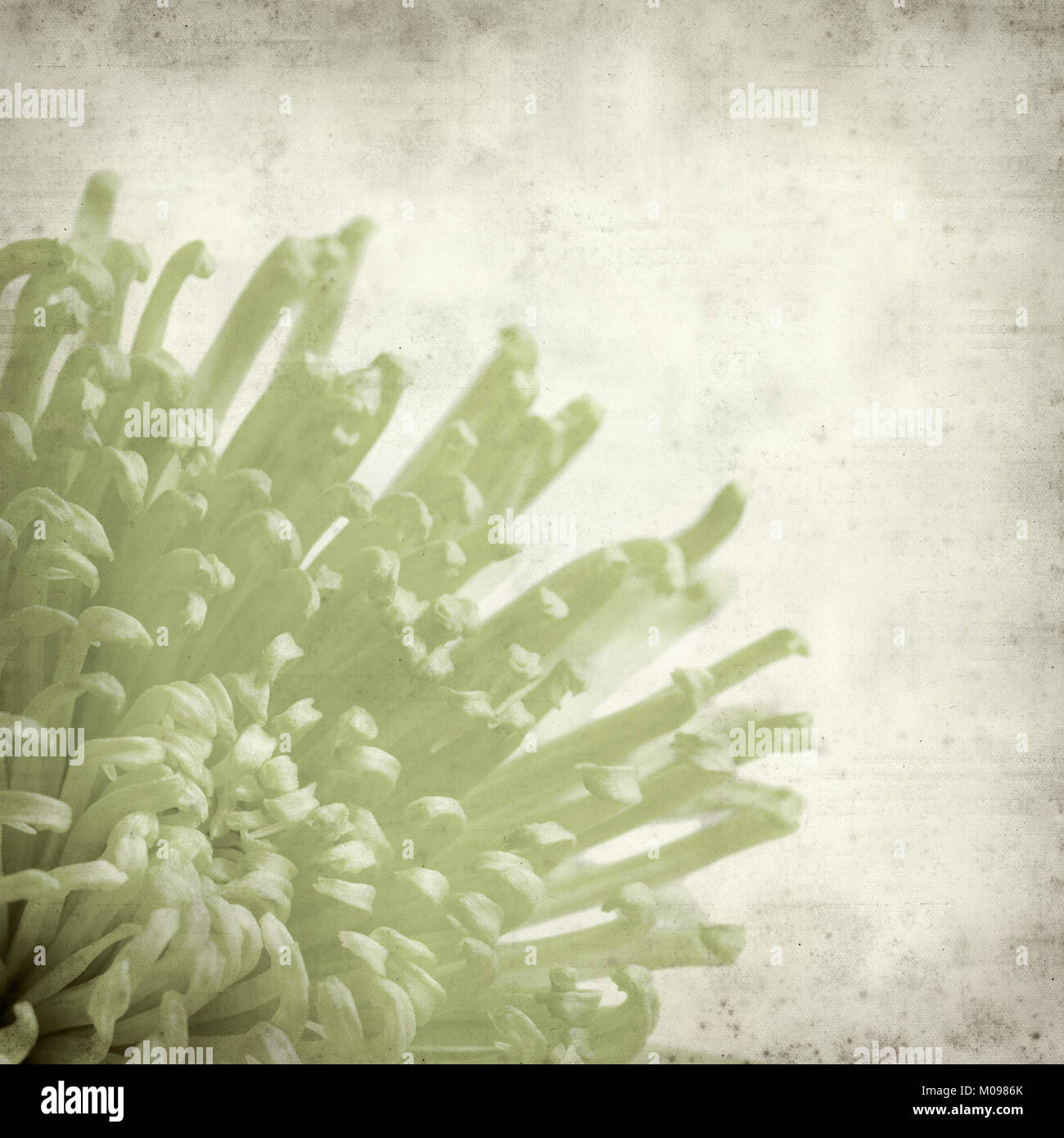 textured old paper background with light green spider Chrysanthemum