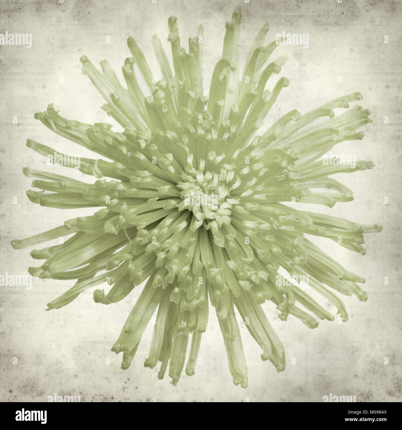 textured old paper background with light green spider Chrysanthemum