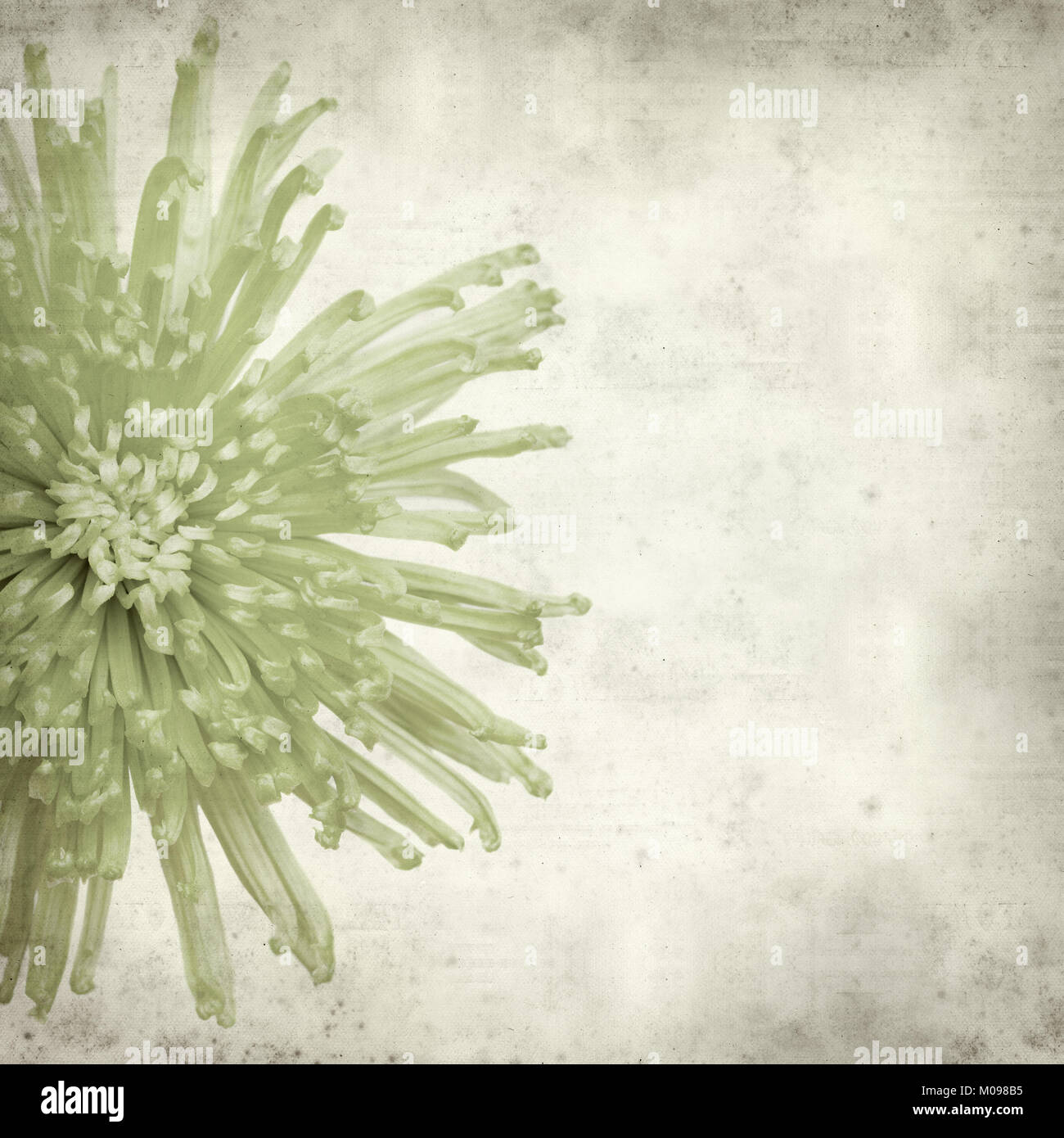 textured old paper background with light green spider Chrysanthemum