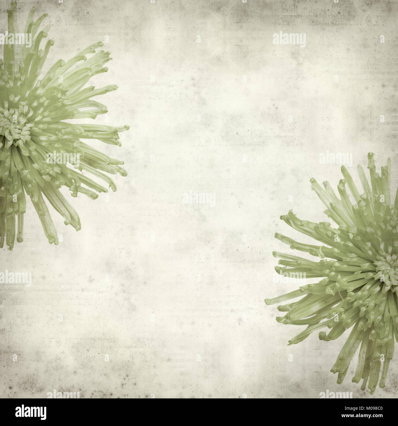 textured old paper background with light green spider Chrysanthemum