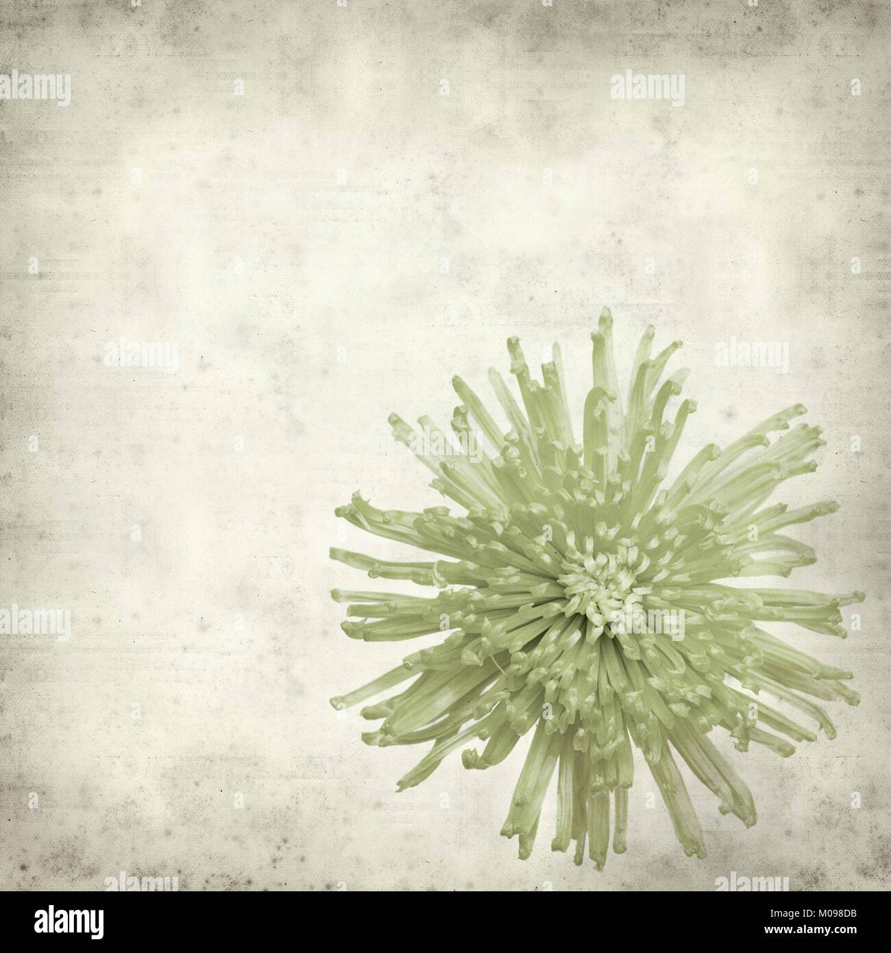 textured old paper background with light green spider Chrysanthemum
