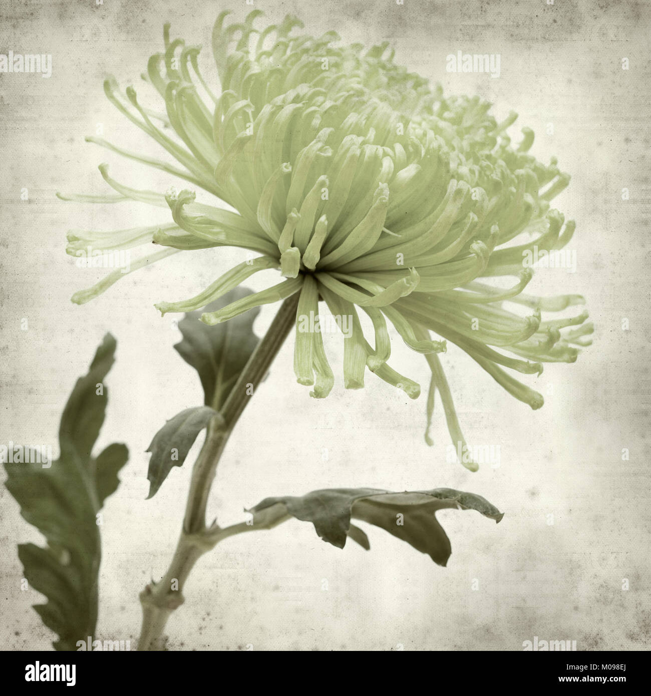 textured old paper background with light green spider Chrysanthemum