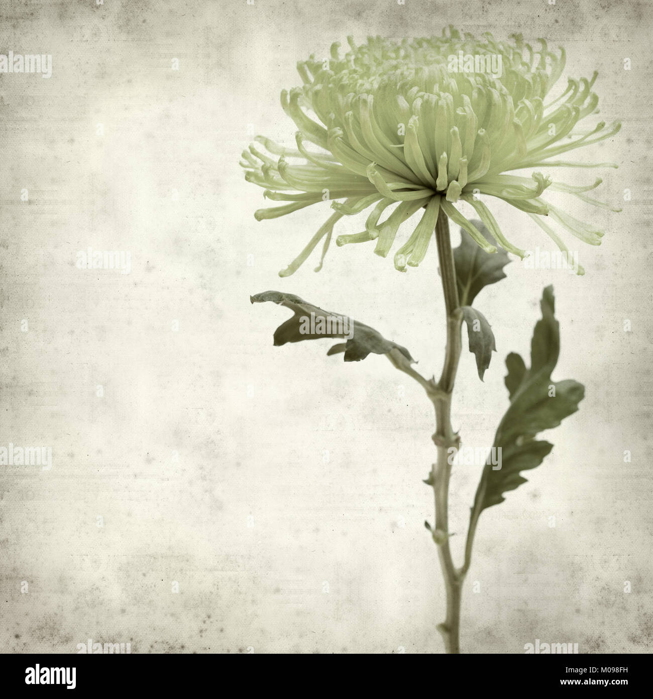 textured old paper background with light green spider Chrysanthemum