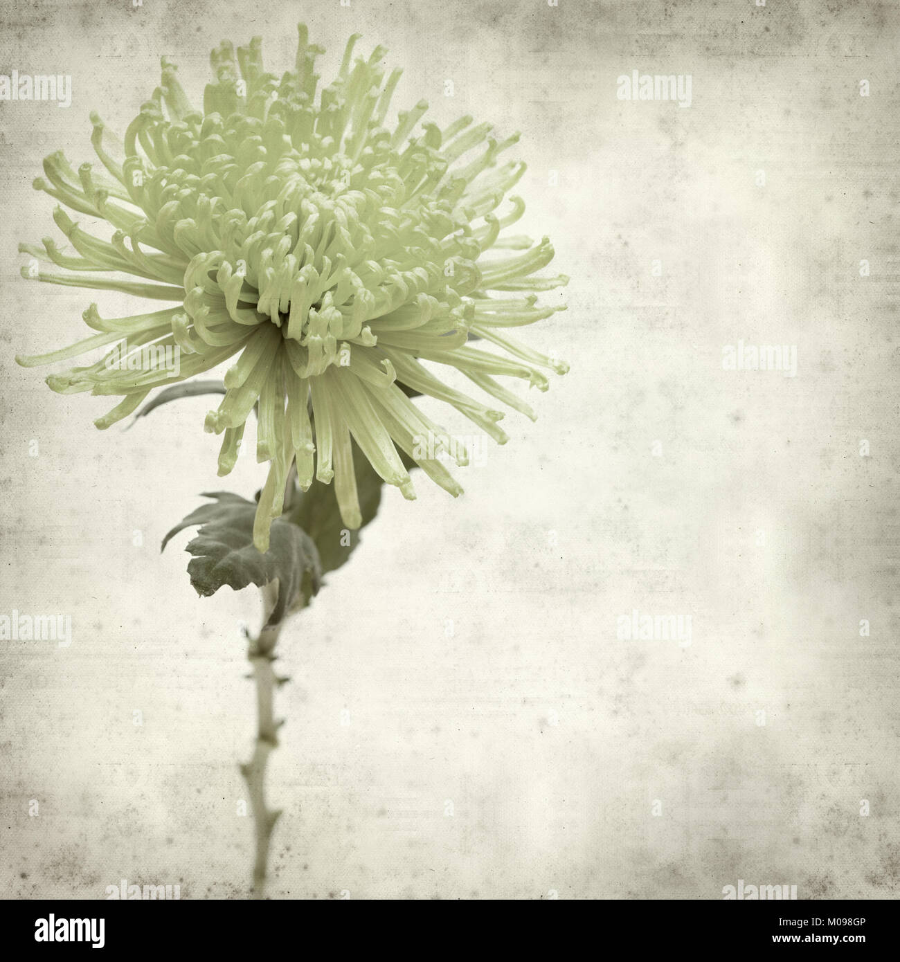 textured old paper background with light green spider Chrysanthemum