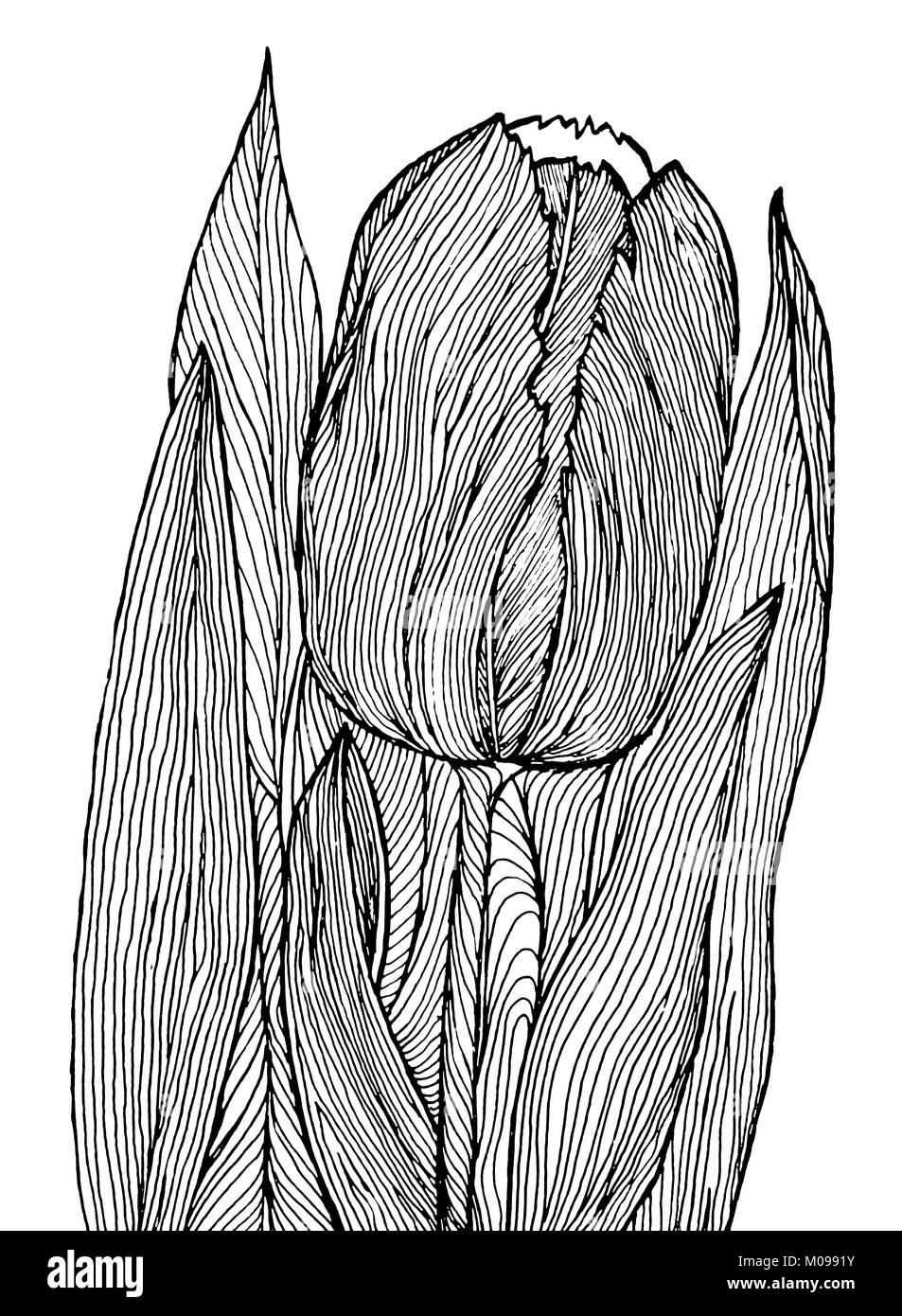 single tulip on white extra large handmade line drawing suitable for  coloring Stock Photo - Alamy