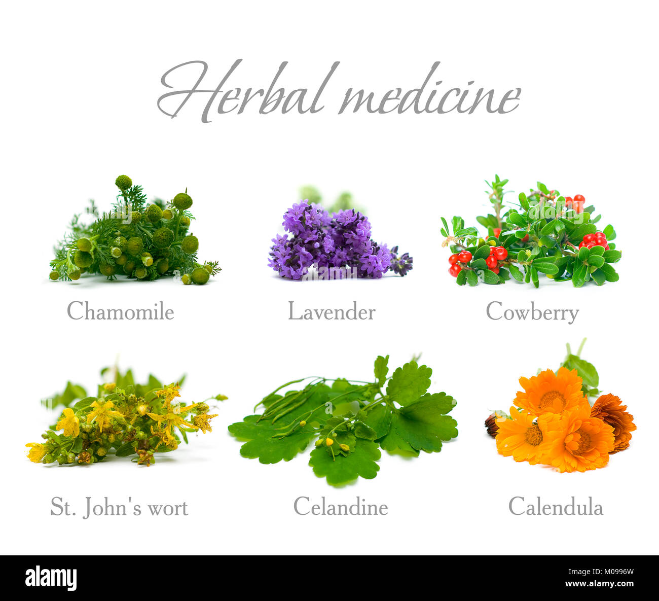 Herbal Medicine chamomile, lavender, calendula, celandine and St. John