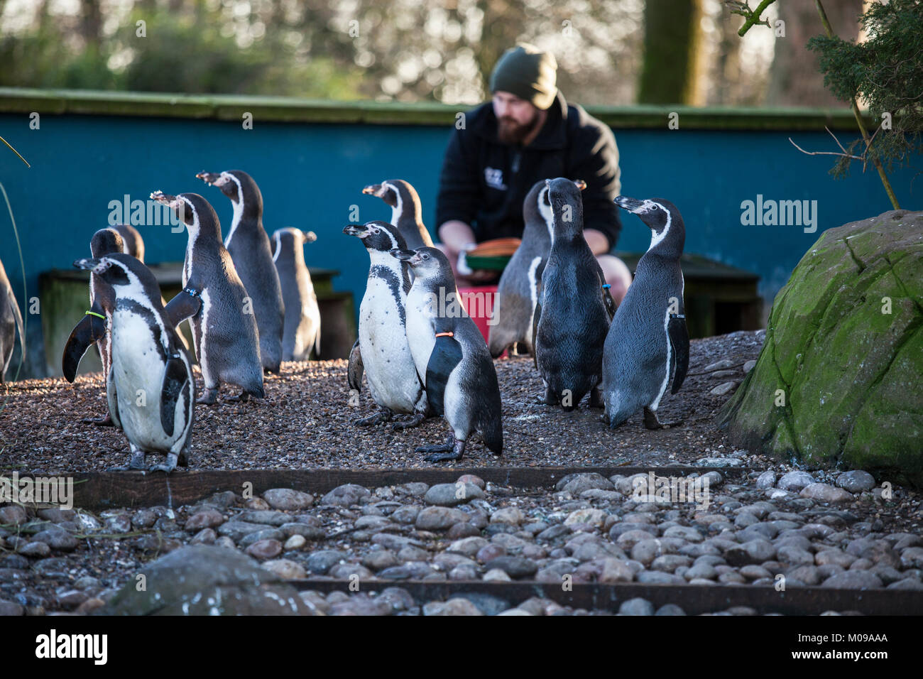 In enclosure twycross zoo hires stock photography and images Alamy