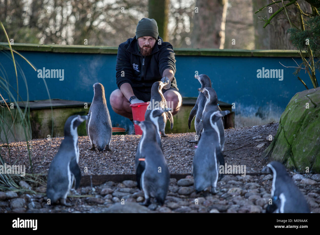 Twycross Zoo, Leicestershire, England, UK. 19 Jan 2018. Humboldt