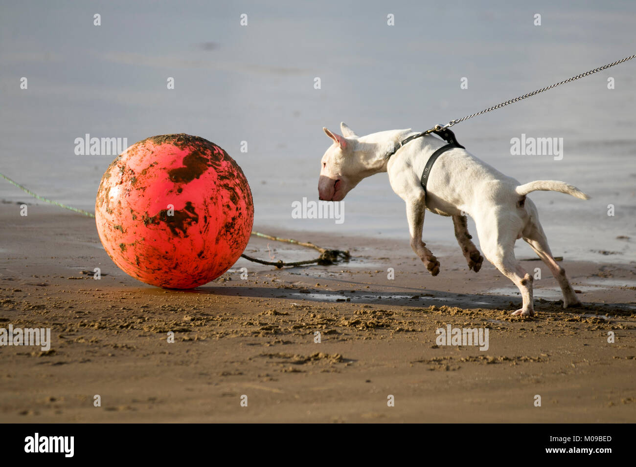 Dog humping big ball hi-res stock photography and images - Alamy