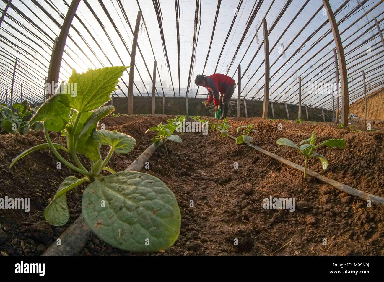 Chinese Solar Greenhouse Hi Res Stock Photography And Images Alamy