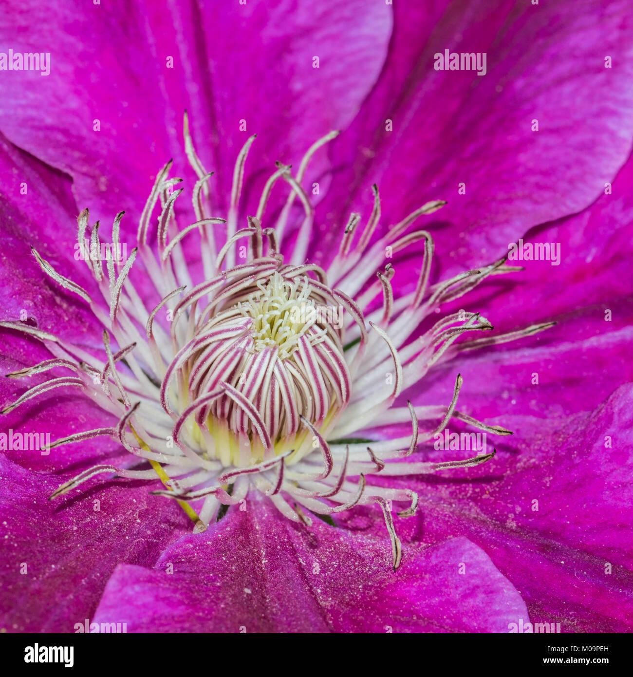 A macro shot of the centre of a clematis variety Dr Ruppel. Stock Photo