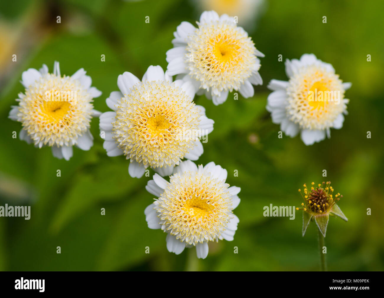 A macro shot of some feverfew blooms. Stock Photo