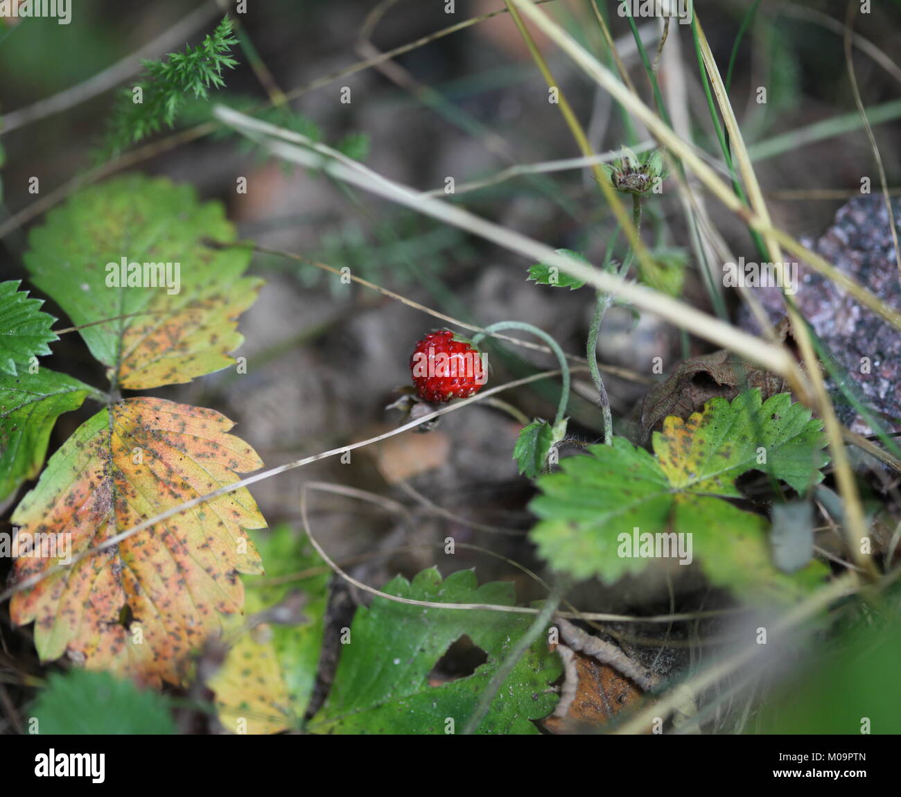 wild strawberry in nature Stock Photo - Alamy