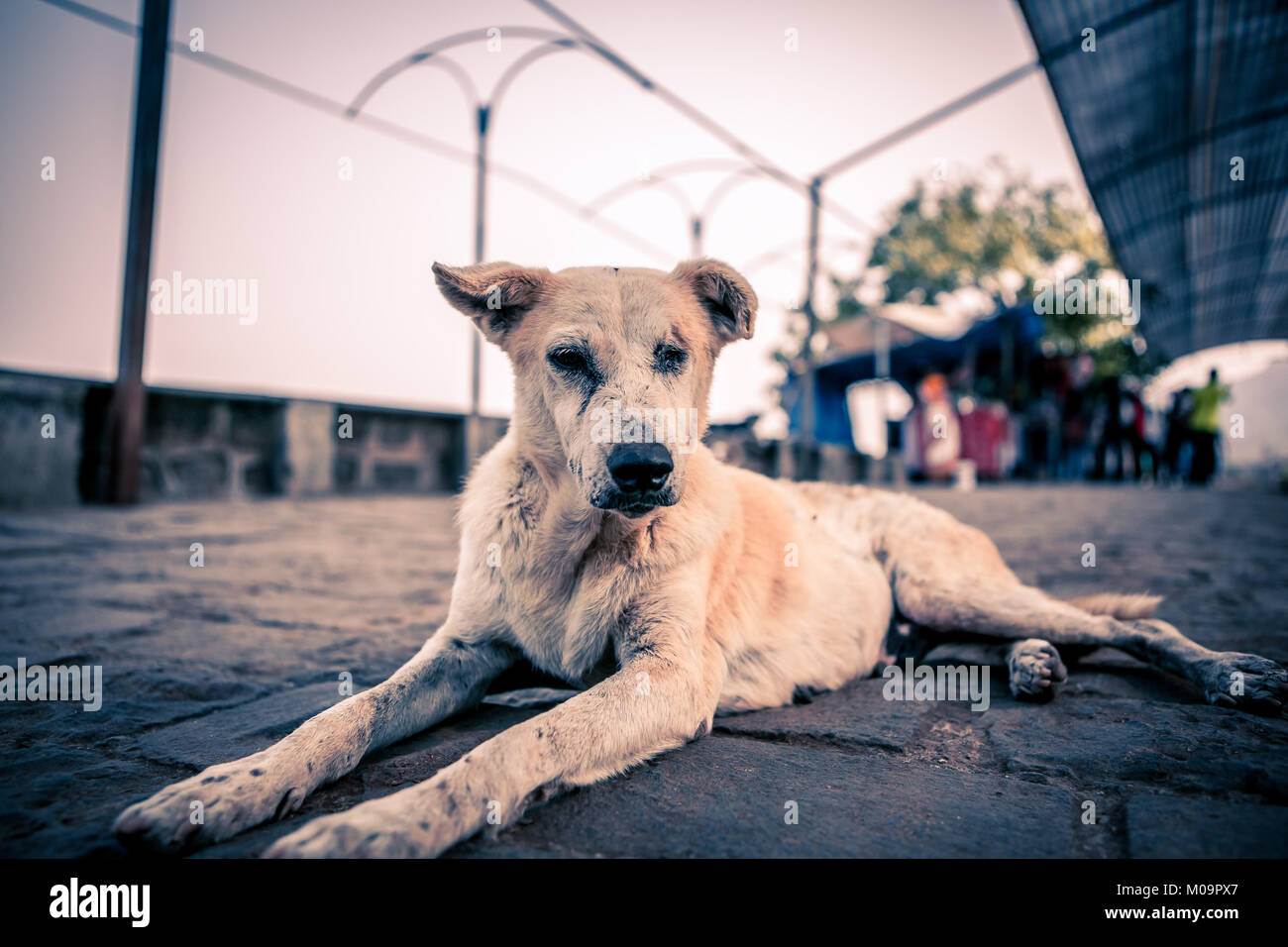 Streets of India Stock Photo