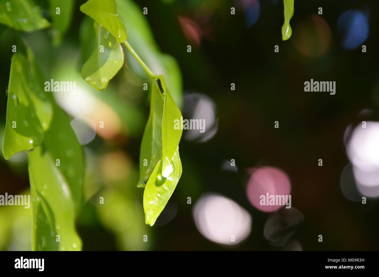 drop of water on orange jasmine leaf in garden Stock Photo Alamy