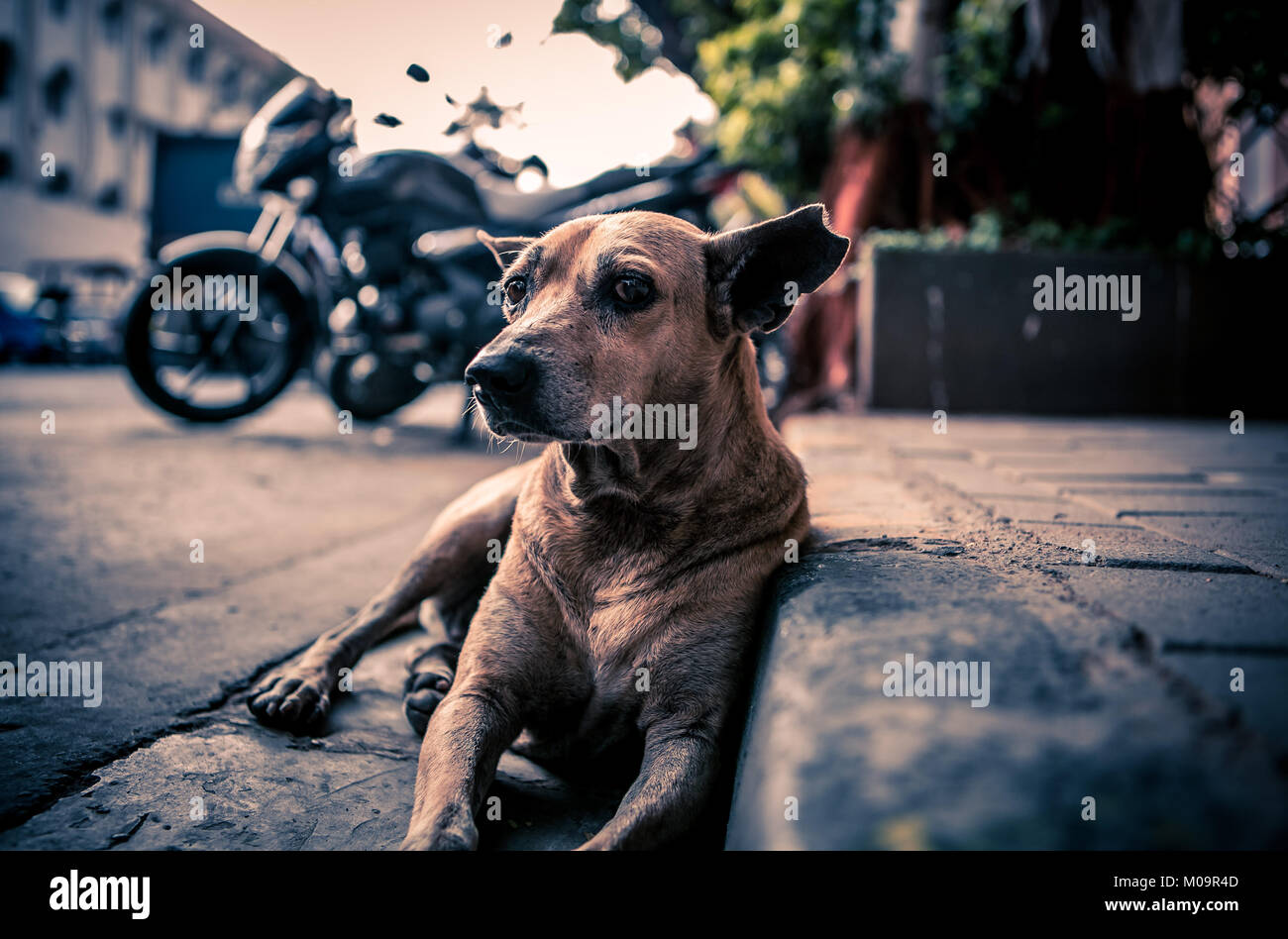 Streets of India Stock Photo