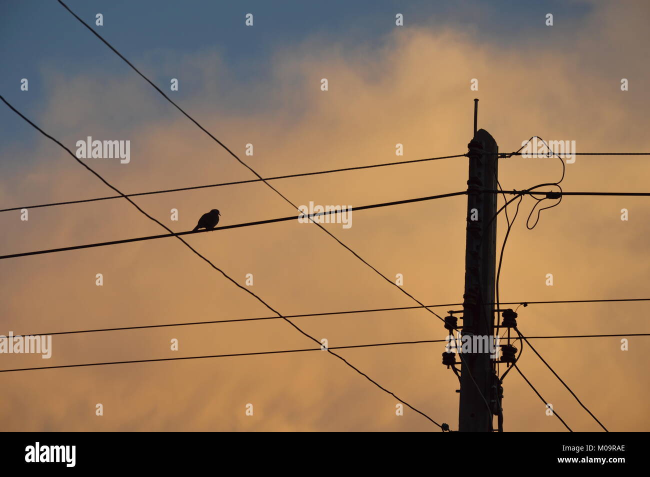 bird on electric wire on sunset Stock Photo Alamy