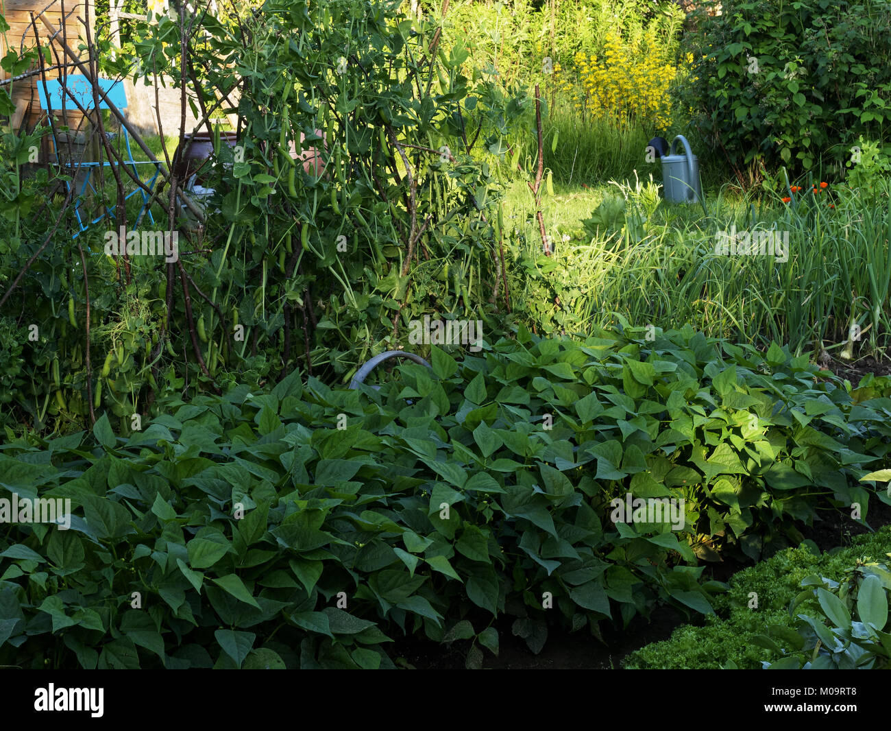 Vegetable garden in june green beans, peas, onions (Suzanne's vegetable garden, Le Pas